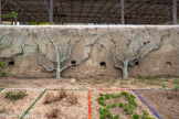 <center>Culture en espalier.</center>Disposition d'arbres fruitiers plantés le long d'un mur sur lequel on palisse les branches, pour favoriser l'ensoleillement et protéger des intempéries les fleurs et les fruits. On a ici des figuiers.