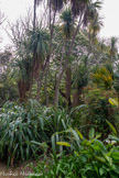 <center>Le Jardin de l'ombre</center>À l’ombre d’un cèdre de l’Atlas, une végétation luxuriante rassemble quelques beaux spécimens tropicaux. Fougères arborescentes, oiseaux de paradis, Sabals (petits palmiers) et autres bambous font le charme de cet espace réellement rafraîchissant.