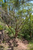 <center>Jardin d’Orvès. </center>Arbousier de Chypre ou Arbousier grec (arbutus andrachne) à écorce orangée et lisse.