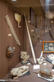 <center>Muséum d’Histoire Naturellei.</center>En bas, un tatou.