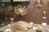 <center>Muséum d’Histoire Naturellei.</center>Limule. Le sang des limules transporte l'oxygène non pas avec de l'hémoglobine, de couleur rouge due au fer, mais avec l'hémocyanine de couleur bleue qui renferme du cuivre. Le sang bleu des limules à des propriétés antibactériennes remarquables. De haute valeur médicale, on prélève chaque année en laboratoire une partie de leur sang. Les limules vivantes sont ensuite remises à l'eau. (un litre de sang vaut environ 14 000 €). Une araignée de mer.