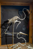 <center>Muséum d’Histoire Naturellei.</center>Flamant rose.