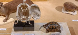 <center>Muséum d’Histoire Naturellei.</center>