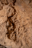 <center>Grotte aux Palmiers</center>Fossiles de fruits du palmier.