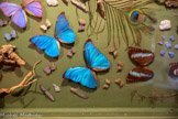<center>La Maison des Papillons.</center>La pièce des papillons exotiques. Papillon Morpho.