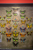 <center>La Maison des Papillons.</center>La pièce des papillons exotiques.