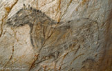 <center>Cheval 005</center>Cheval (CHV005), situé au-dessus du panneau des chevaux. La datation de cette figure est de 27 000 ans cal. BP.