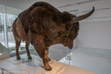 <center>BISON DES STEPPES</center>Bison priscus. Espèce disparue.
Cousin des espèces actuelles de bisons européens et américains, le bison des steppes a disparu depuis la fin de la dernière glaciation, il y a environ 9 000 ans.
C'est un des animaux les plus souvent dessinés ou gravés sur les parois des grottes ornées.
