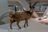 <center>BOUQUETIN</center>Capra ibex. Espèce non menacée.
Le bouquetin apprécie les parois escarpées, les falaises, les rochers abrupts. Après avoir frôlé l'extinction à la fin du 19e siècle, il a été protégé et réintroduit dans le massif des Alpes. Au début du XXIe siècle, on en dénombrait plus de 55 000. Les plus proches sont à 200 kilomètres d'ici.
Le bouquetin est un des animaux les plus représentés dans l'art préhistorique.