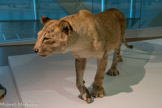 <center>LION DES CAVERNES</center>Panthera spelea. Espèce disparue.
Le lion des cavernes, plus grand que son cousin africain, était le plus grand prédateur de l'Europe glaciaire.
Les dessins de la grotte Chauvet et les spécimens retrouvés congelés en Sibérie nous renseignent sur son apparence. Les mâles n'avaient pas de crinière, leur pelage était clair, peut-être tacheté, avec des oreilles arrondies et sombres.
La tête à la perspective déformée de la grotte Cosquer pourrait être celle d'un jeune lion, ou d'un autre félin.
Animal reconstitué.