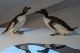 <center>GRAND PINGOUIN</center>Pinguinus impennis. Espèce disparue.
Le grand pingouin était un oiseau aux ailes atrophiées, incapable de voler. Très maladroit sur terre, c'était un excellent nageur. Il nichait sur les rochers en colonies très denses.
A la fin de l'ère glaciaire, il se réfugia dans l'Atlantique nord. Facile à attraper à terre, il fut chassé au XVIIIème et XIXème  siècle pour son duvet, et pour servir d’appât de pêche. Le dernier pingouin fut tué en Islande en 1844.
Les trois grands pingouins représentés sur les parois de la grotte Cosquer semblent former une scène, une parade amoureuse, ce qui est exceptionnel dans l’art du Paléolithique