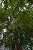 <center>Toulouse</center>Le cœur de la place Anatole-France est occupé par un platane. Il aurait été planté en 1793, l’année de la Terreur. Ce platane serait le plus vieil arbre de Toulouse en dehors de ceux des parcs.