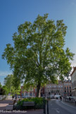 <center>Toulouse</center>Le cœur de la place Anatole-France est occupé par un platane. Il aurait été planté en 1793, l’année de la Terreur. Ce platane serait le plus vieil arbre de Toulouse en dehors de ceux des parcs.