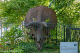 <center>Jardin des Plantes </center>Crâne de Tricératops, vivant à la fin du crétacé (70-65 millions d'années).