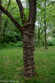 <center>Le jardin Compans-Caffarelli</center>
