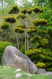 <center>Le jardin japonais</center>Les méthodes utilisées par les jardiniers pour la mise en forme des arbres, mettent en valeur le végétal sans dénaturer sa personnalité. Il existe différentes tailles :
La taille linéaire favorise les qualités graphiques d’un arbre en laissant apparaître le dessin du tronc et des branches ; La taille compacte est adaptée aux buissons qui peuvent être traités en sujets isolés (rappel des plantations de théiers toujours taillés en sphères régulières), ou en masse comme forme monumentale figurant une montagne ou une masse rocheuse.