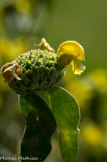 <center>Le jardin des senteurs à Arles.</center>Phlomis lychnitis ou herbe aux mèches.