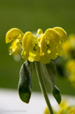 <center>Le jardin des senteurs à Arles.</center>Phlomis lychnitis ou herbe aux mèches.