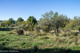 <center></center><center>La poudrerie de Saint-Chamas. </center>Colline sèche méditerranéenne. Sur les reliefs, la garrigue à romarin contraste avec le reste de l’espace boisé. Des oliviers, amandiers et figuiers, témoins de l’activité agricole d’avant 1914, y côtoient pins d’Alep, chênes verts, robiniers, micocouliers, pistachiers lentisques et térébinthes, cistes, nerpruns et genêts.