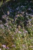 <center></center><center>La poudrerie de Saint-Chamas. </center>Aster.