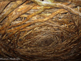 Chambre en chêne, par Andy Goldsworthy.