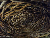 Chambre en chêne, par Andy Goldsworthy.