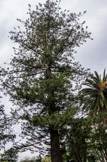 <center>Le jardin Fontana Rosa </center>Araucaria heterophylla.