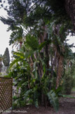 <center>Le jardin Fontana Rosa </center>Strelitzia augusta. Souvent confondu avec un bananier ou un arbre du Voyageur (Ravenala madagascariensis), il est le très grand cousin de l’oiseau de Paradis (Strelitzia reginae) .