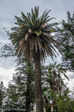 <center>Le jardin Fontana Rosa </center>Palmier.