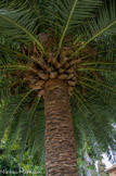 <center>Le jardin Fontana Rosa </center>Phoenix canariensis.