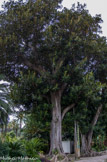 <center>Le jardin Fontana Rosa </center>Ficus macrophylla.