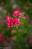 <center>Le jardin Fontana Rosa </center>