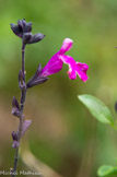 <center>Le jardin Fontana Rosa </center>