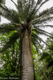 <center>Jardin botanique Les Cèdres</center>Palmier du Chili (Jubaea chilensis).