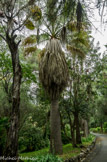 <center>Jardin botanique Les Cèdres</center>Palmier Washingtonia filiforma.