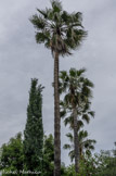 <center>Jardin botanique Les Cèdres</center>Palmier Washingtonia robusta, ou palmier du Mexique.