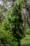 <center>Jardin botanique Les Cèdres</center>Podocarpus.