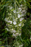 <center>Jardin botanique Les Cèdres</center>Convolvulus floridus