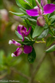 <center>Jardin botanique Les Cèdres</center>Polygala.