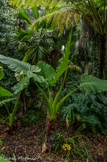 <center>Jardin botanique Les Cèdres</center>Alocasia macrorrhizos.