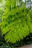 <center>Jardin botanique Les Cèdres</center>