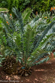 <center>Jardin botanique Les Cèdres</center>Encephalartos arenarius.