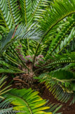 <center>Jardin botanique Les Cèdres</center>Encephalartos lehmannii.