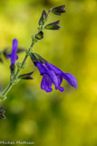 <center>Jardin botanique Les Cèdres</center>Salvia guaranitica.