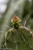 <center>Jardin botanique Les Cèdres</center>Opuntia bergeriana.