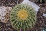 <center>Jardin botanique Les Cèdres</center>Echinocactus grusonii.