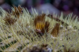 <center>Jardin botanique Les Cèdres</center>Echinocactus grusonii.