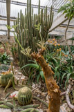 <center>Jardin botanique Les Cèdres</center>Cyphostemma currorii.