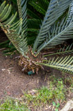 <center>Jardin botanique Les Cèdres</center>Encephalartos lehmannii.