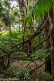 <center>Jardin botanique Les Cèdres</center>